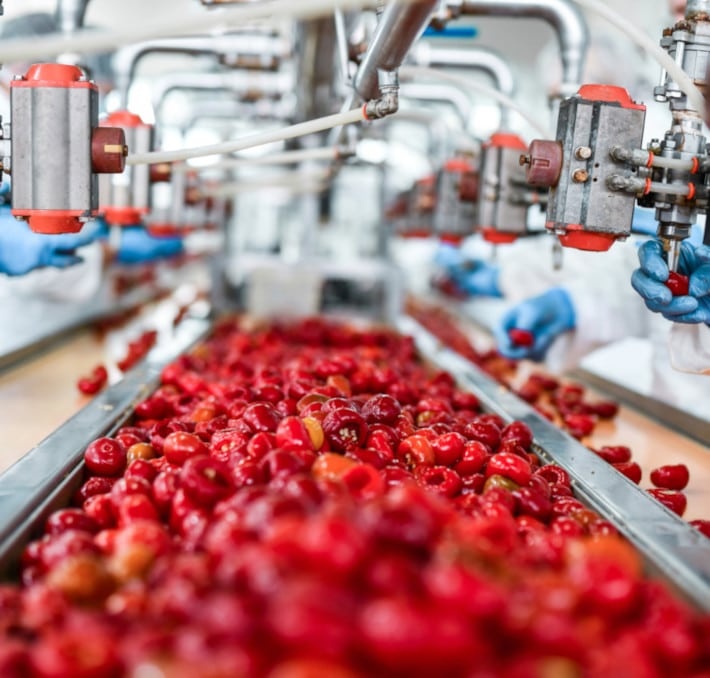 Workers in protective gloves sort and process red cherries on an automated conveyor belt in a food production facility.